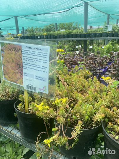 Почвопокровные многолетники для сада в горшках