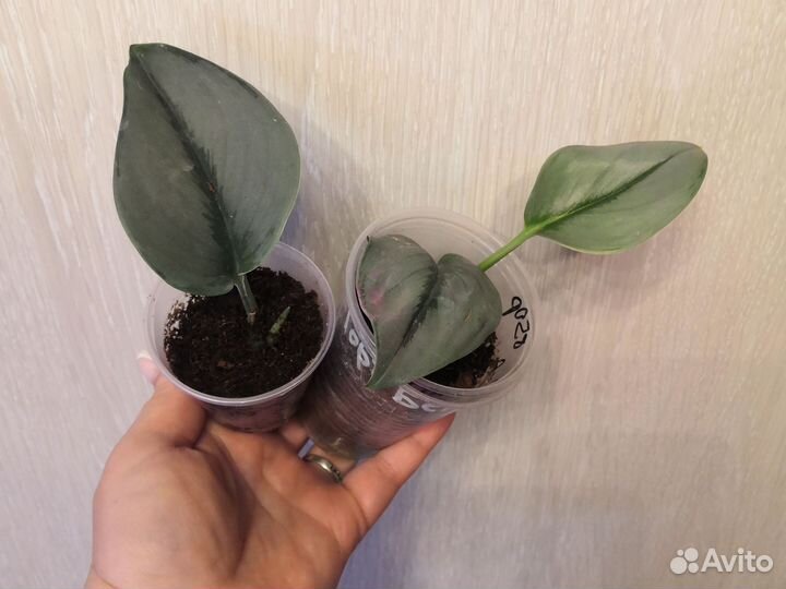 Сциндапсус, филодендрон, монстера