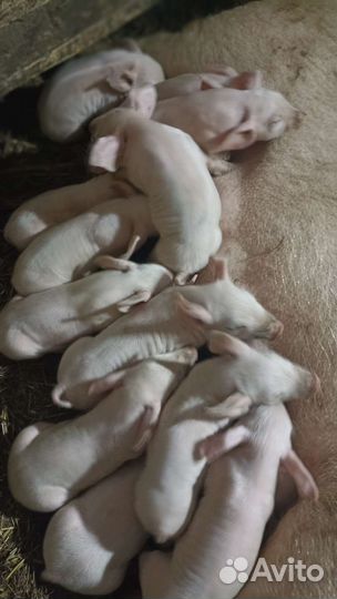 Поросята русская белая