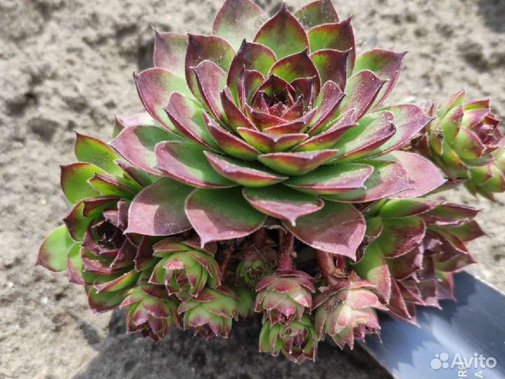 Молодило каменная роза