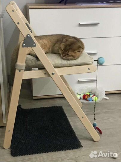 Кот Вязка Шотландская золотая шиншилла