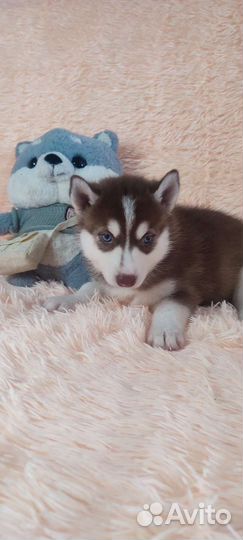 Очаровательные хаски