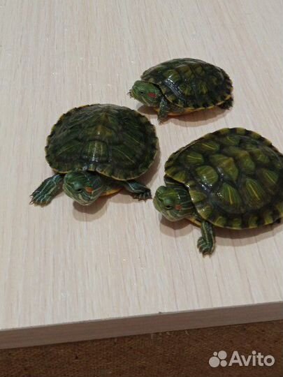 Красноухая черепаха