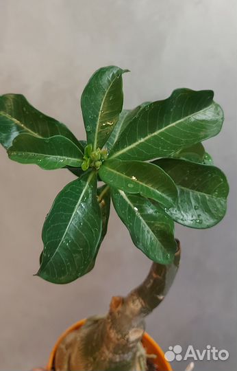 Адениум Beauty