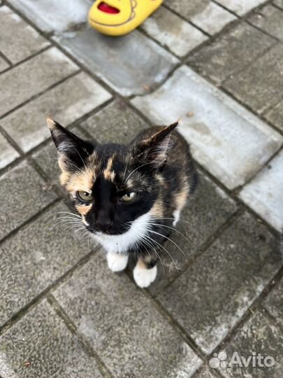 Кошка в дар