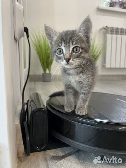 Котик в добрые руки