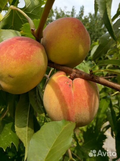 Саженцы клубника персик смородина ромашка колокол