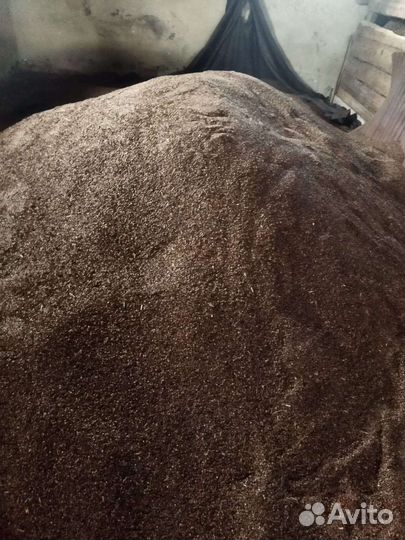 Семена гречихи