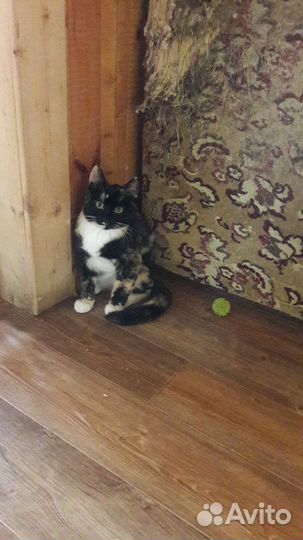 Кошка в дар бесплатно