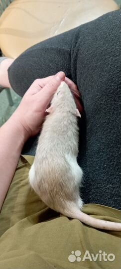 Крыса в добрые руки
