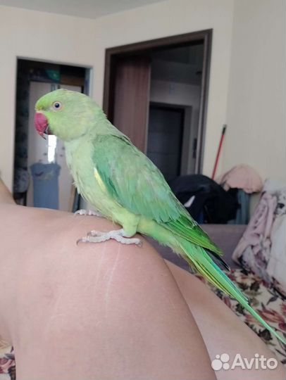 Ожереловый попугай