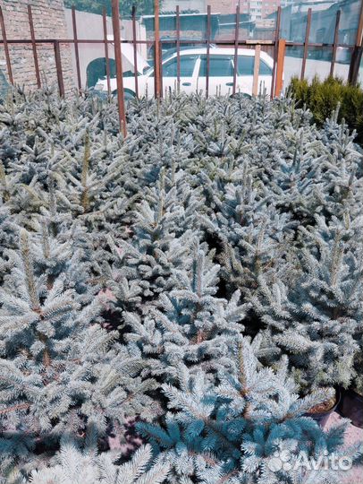 Голубая ель Super blue sidling