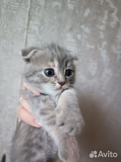 Вислоухие котята