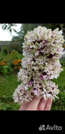 Флокс Pure Feelings