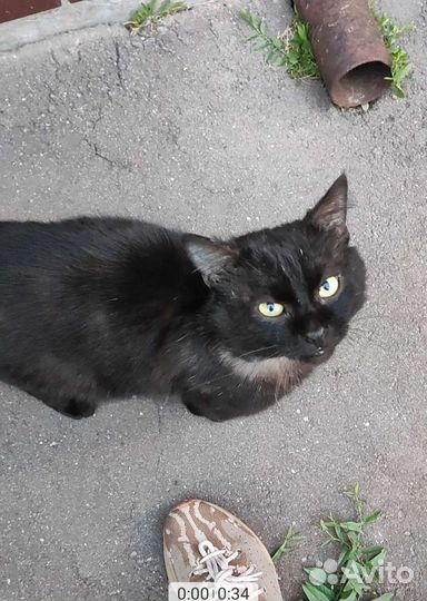 Котику Мишке очень одиноко