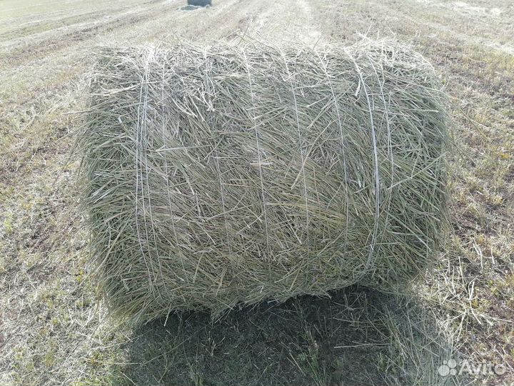 Сено луговое