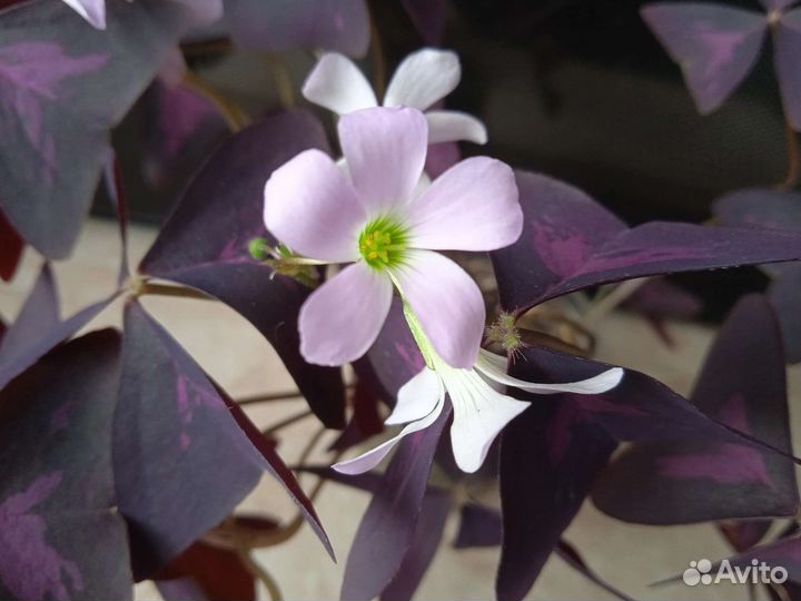 Оксалис зелёный