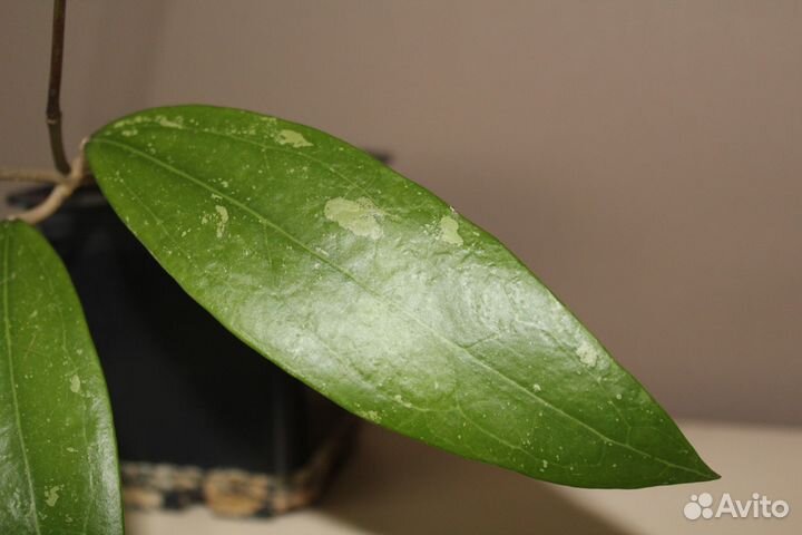 Хойя Hoya parasitica, Obovata, wayetii, pubicalyx
