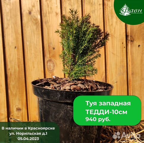 Туя западная «Тедди»/ саженцы туи купить в Красноярске | Товары для ...