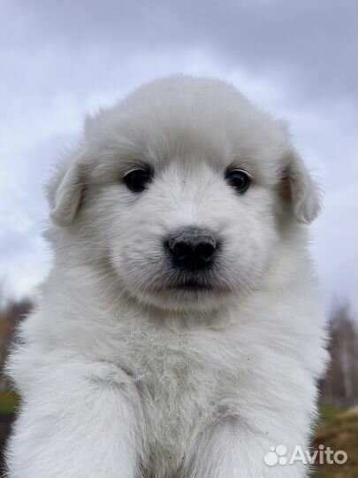 Щенки метисы (ретривер и самоед)