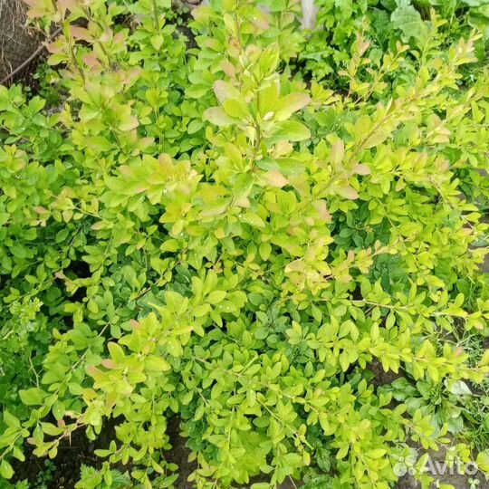 Цидония, барбарис обыкновенный