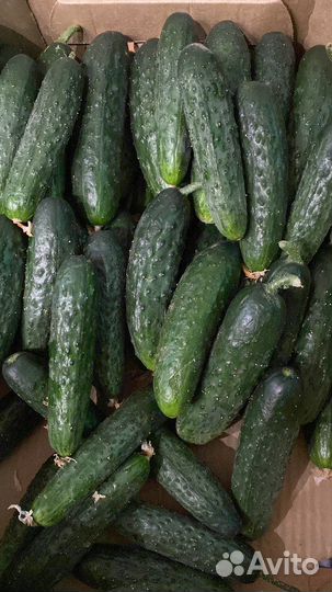 Фермерские продукты огурец помидор