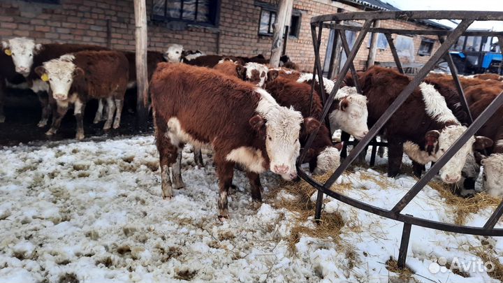 Сементалы от 1 месяцев