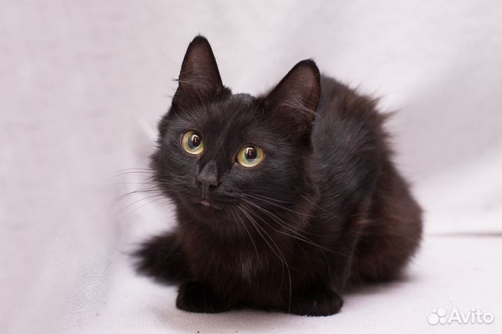 Девочка 1 год стерилизована ищет дом