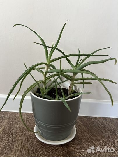 Алоэ столетник