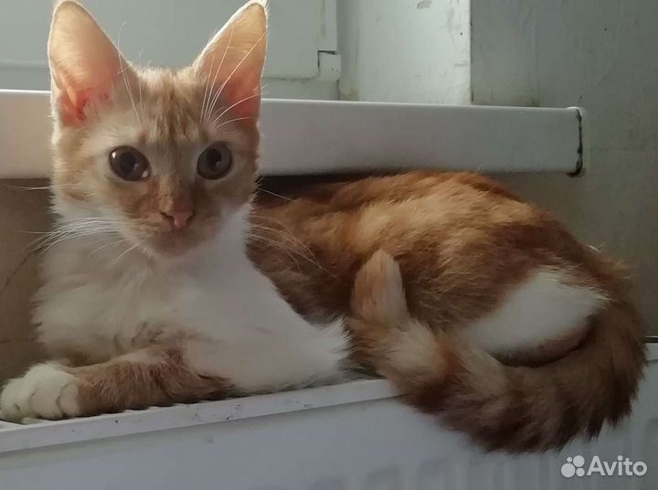 Ярко рыжий котенок