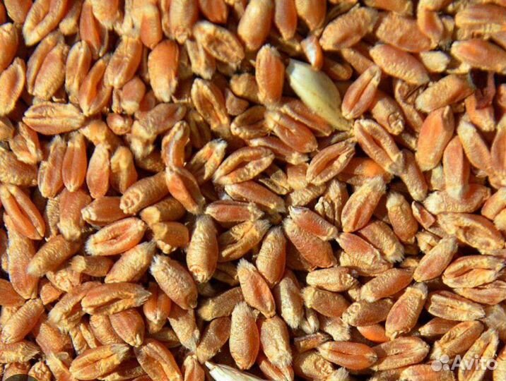 Пшеница, Ячмень, Овëс