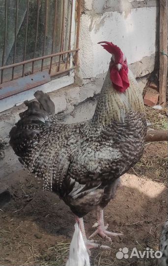 Куры и петухи