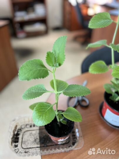 Плектрантус (комнатная мята)