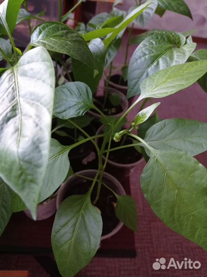 Перец рассада