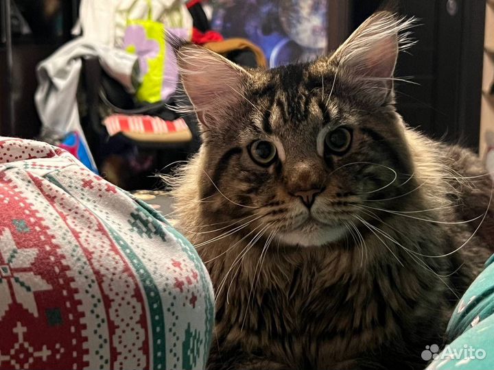 Котята мейн кун