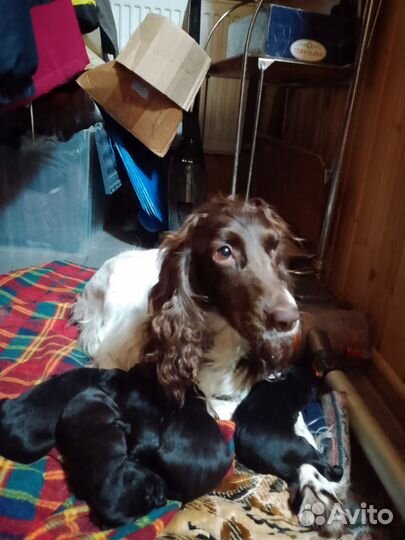 Отдам бесплатно