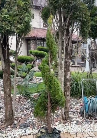 Топиарий голден смарагд