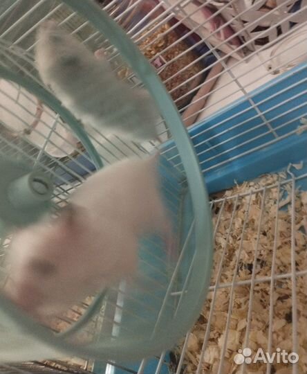 Сирийский хомяк