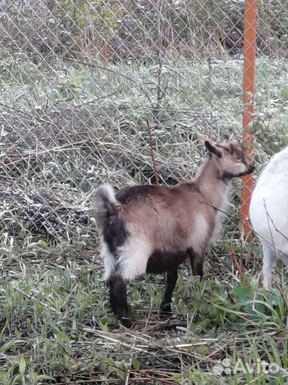 Продам козочку