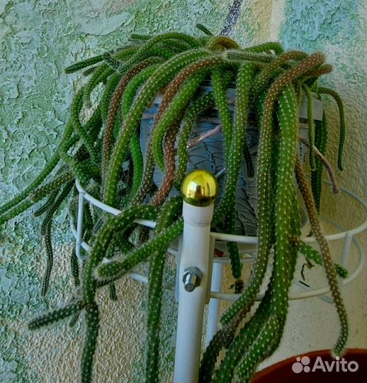 Стильный кактус Апокактус Мартиуса