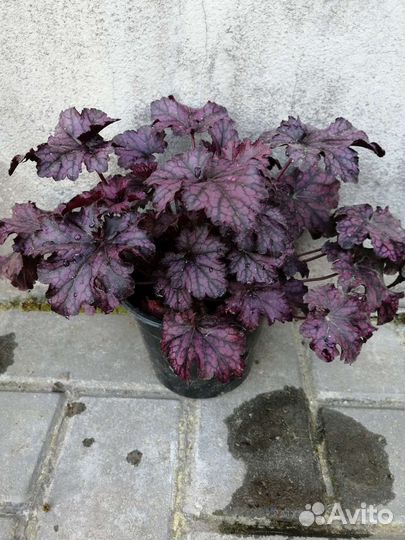 Многолетники садовые