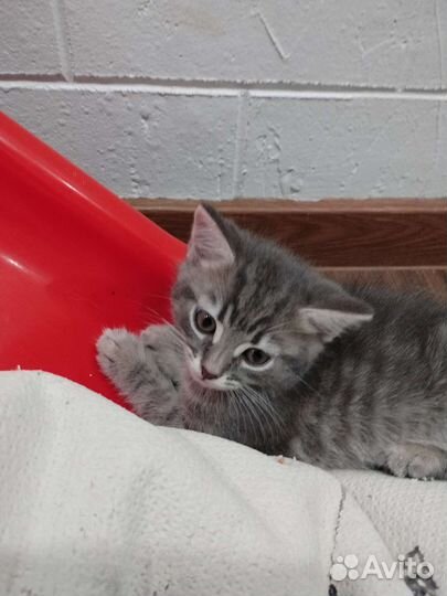 Котята в добрые руки мальчики