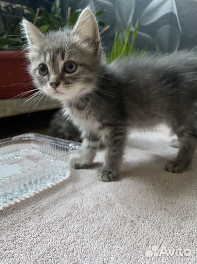 Котята бесплатно