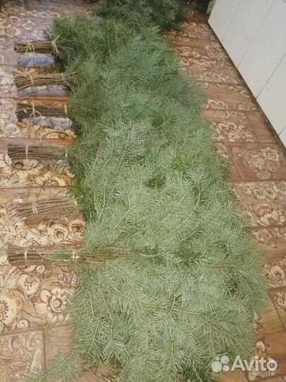 Пихтовые веники