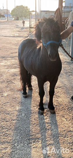 Мини-пони мальчик и девочка