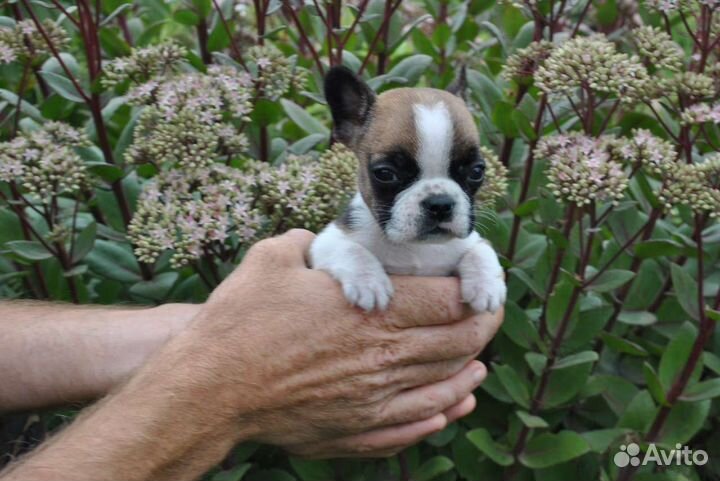 Малышка мини