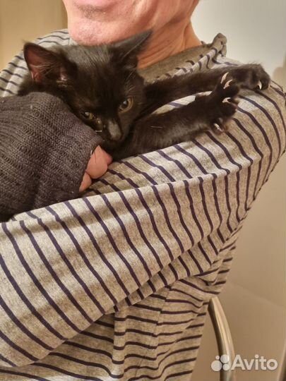 Черный котенок