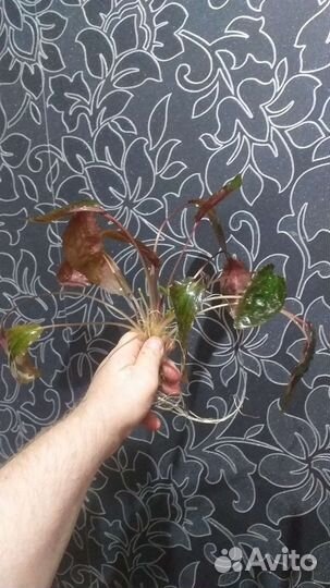 Криптокарина Нури