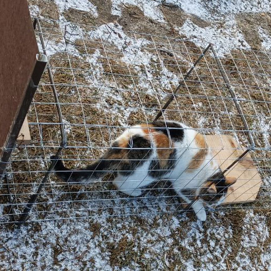 Ловушка для лис собак котов