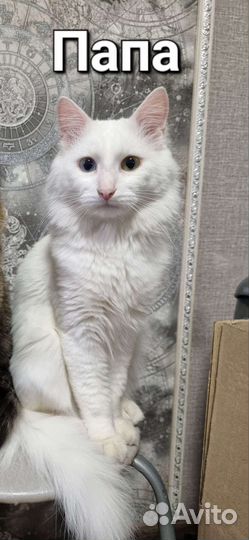 Котята в добрые руки бесплатно